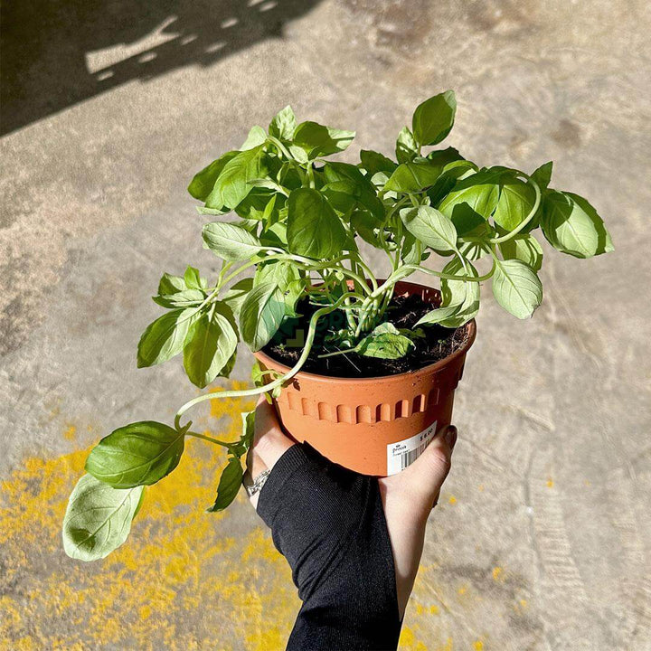 Sweet Basil