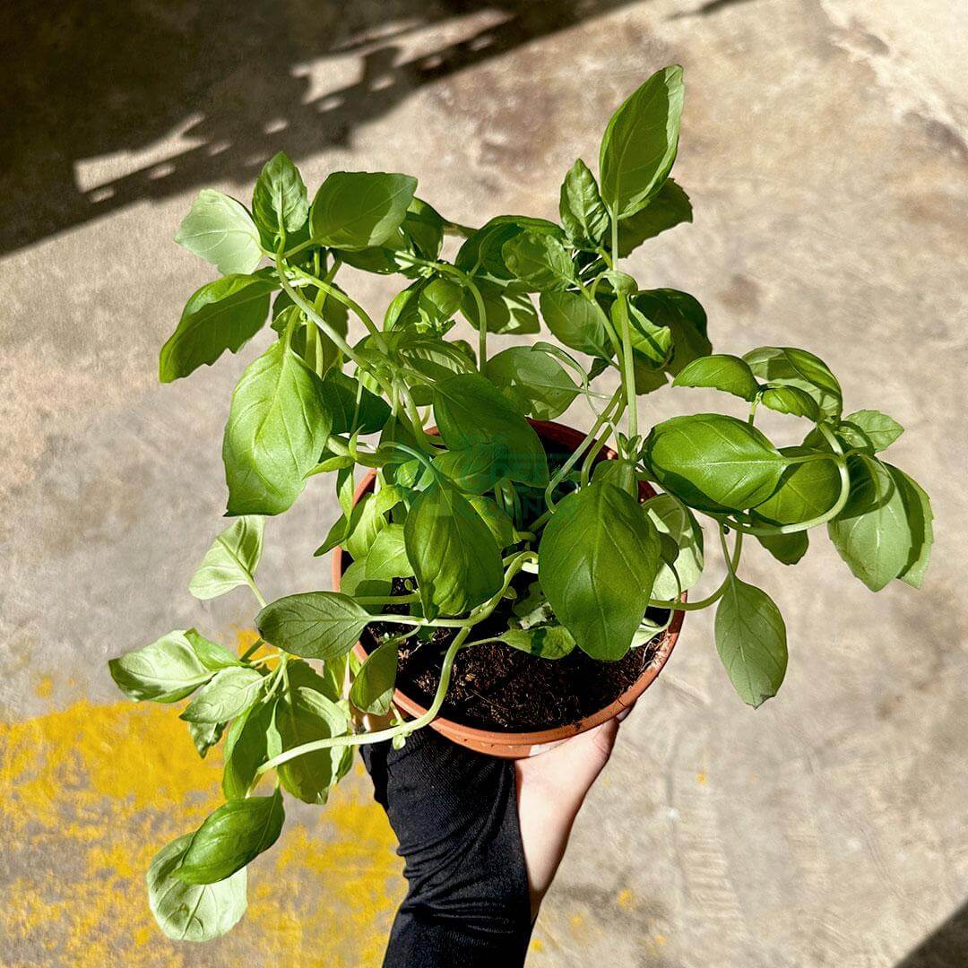 Sweet Basil