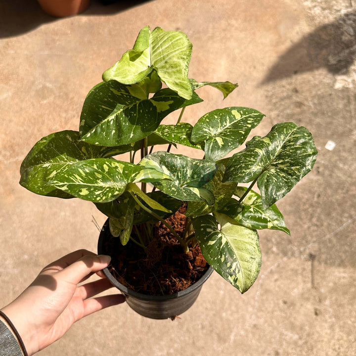 Syngonium Panda Galaxy