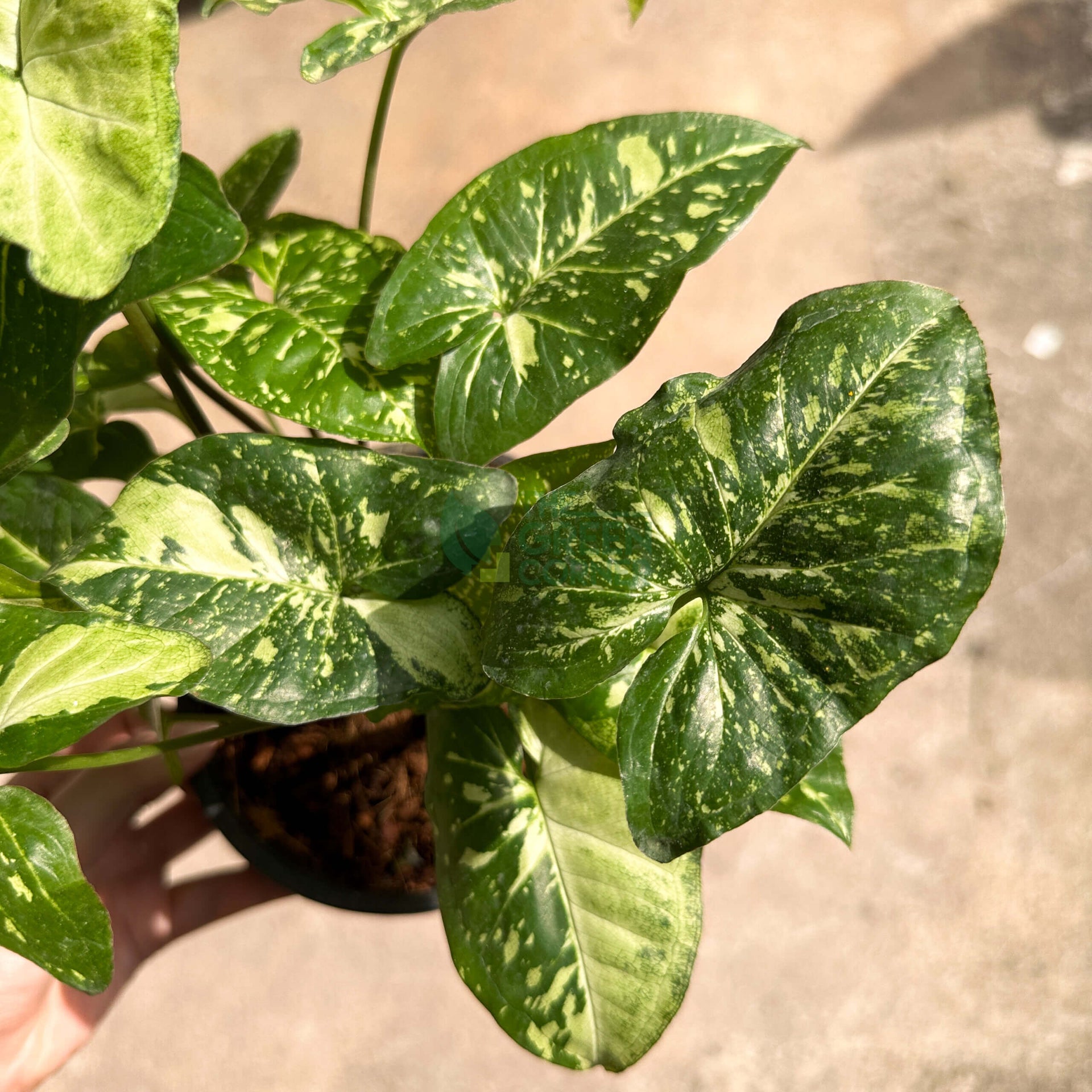 Syngonium Panda Galaxy