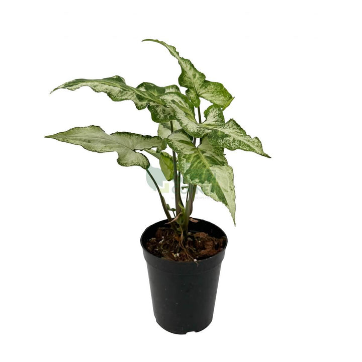 Syngonium Three Kings