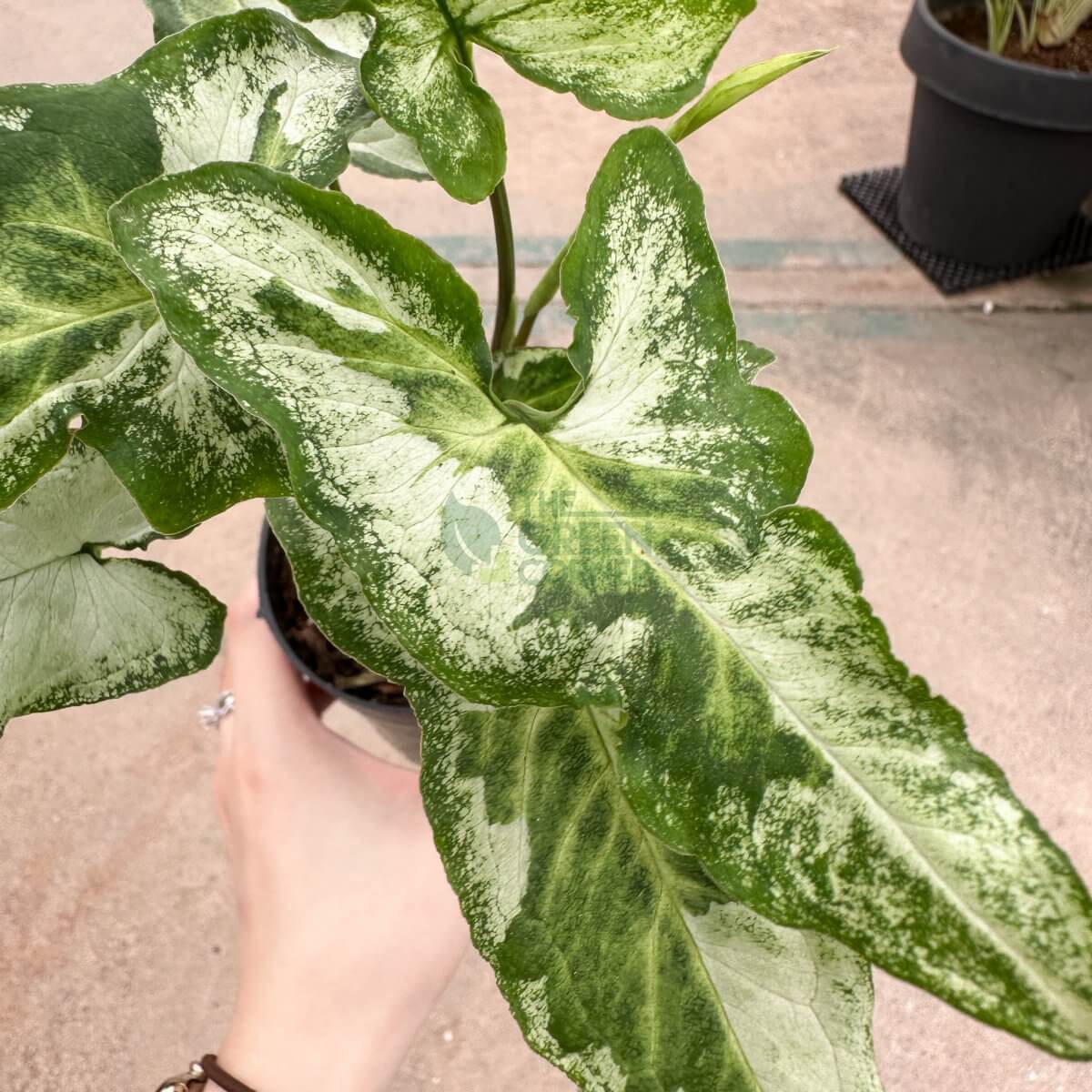 Syngonium Three Kings