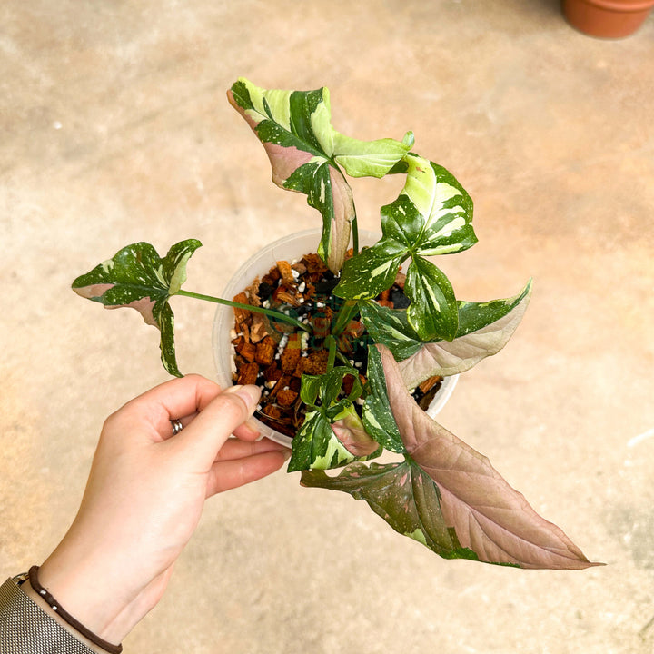 Syngonium Tricolour
