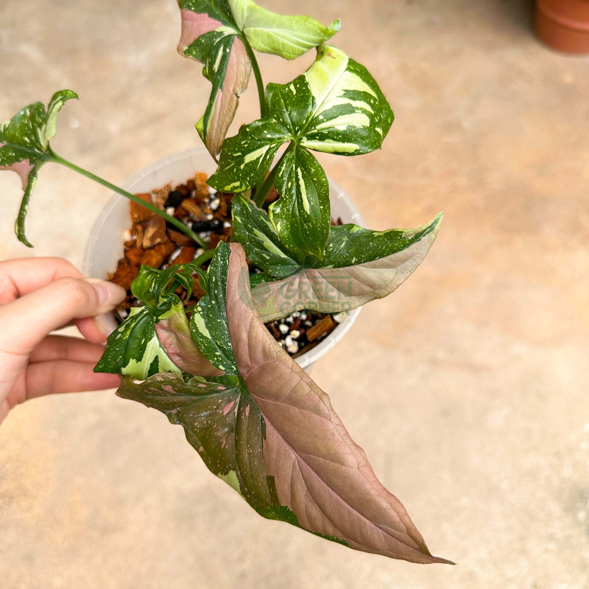 Syngonium Tricolour
