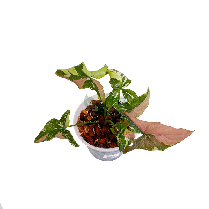 Syngonium Tricolour