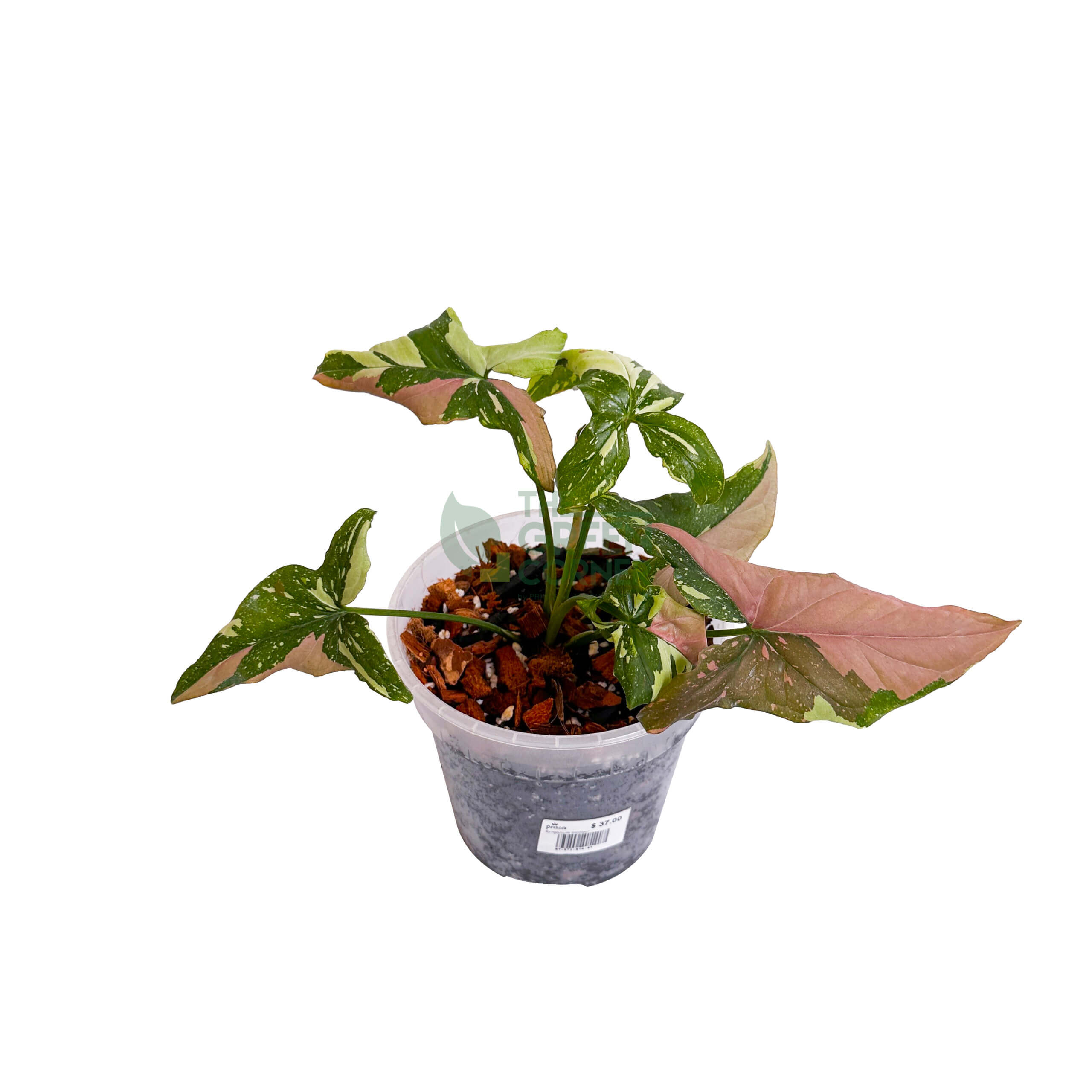 Syngonium Tricolour