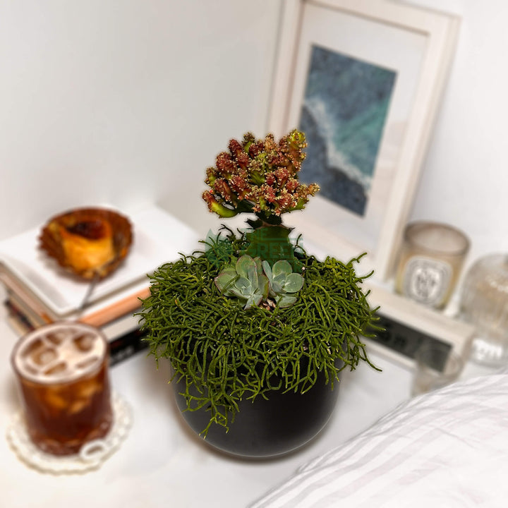 Thrive | Abundance Collection Succulent Arrangement
