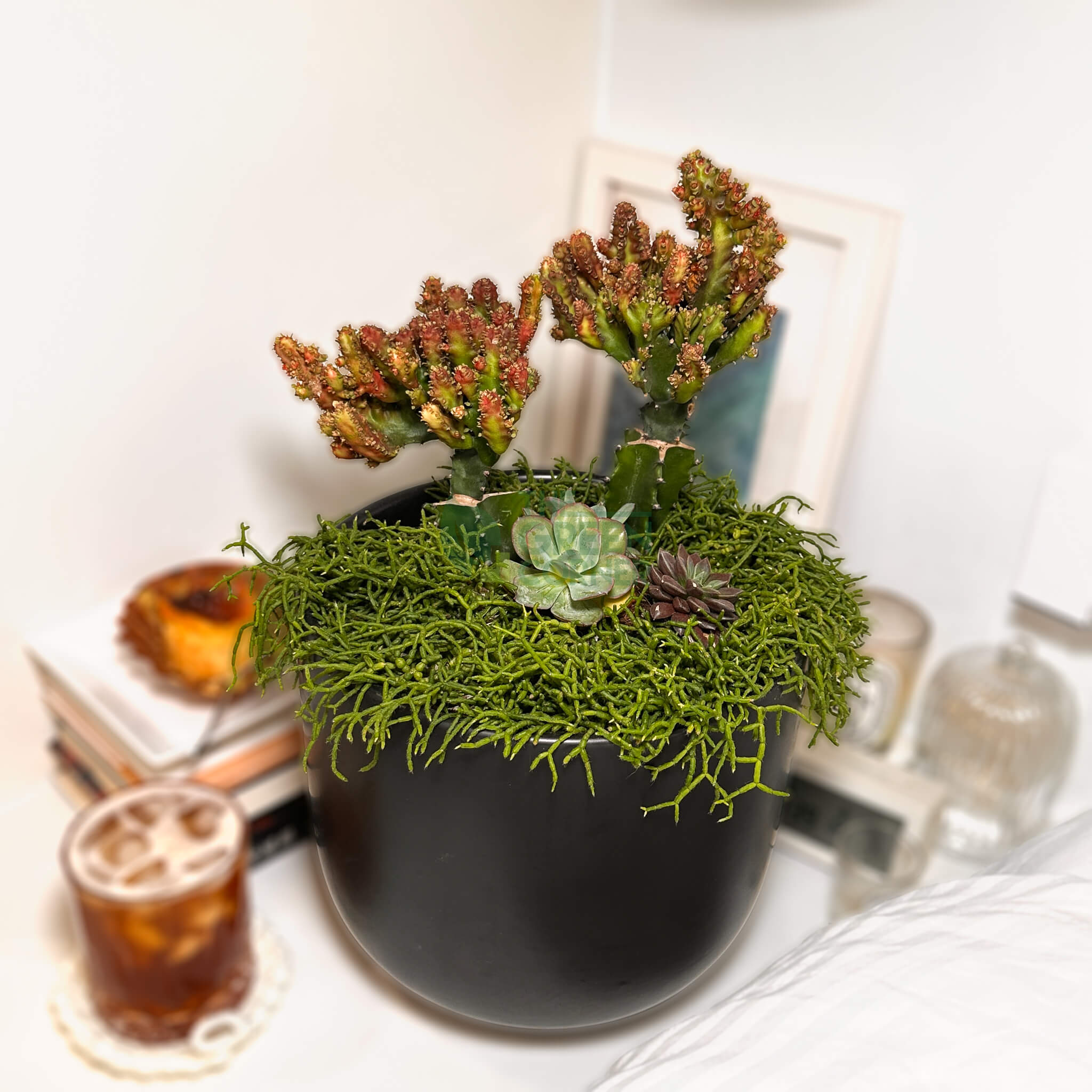 Thrive | Abundance Collection Succulent Arrangement