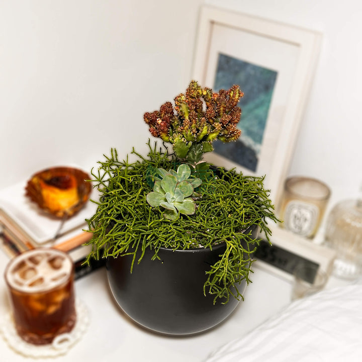 Thrive | Abundance Collection Succulent Arrangement