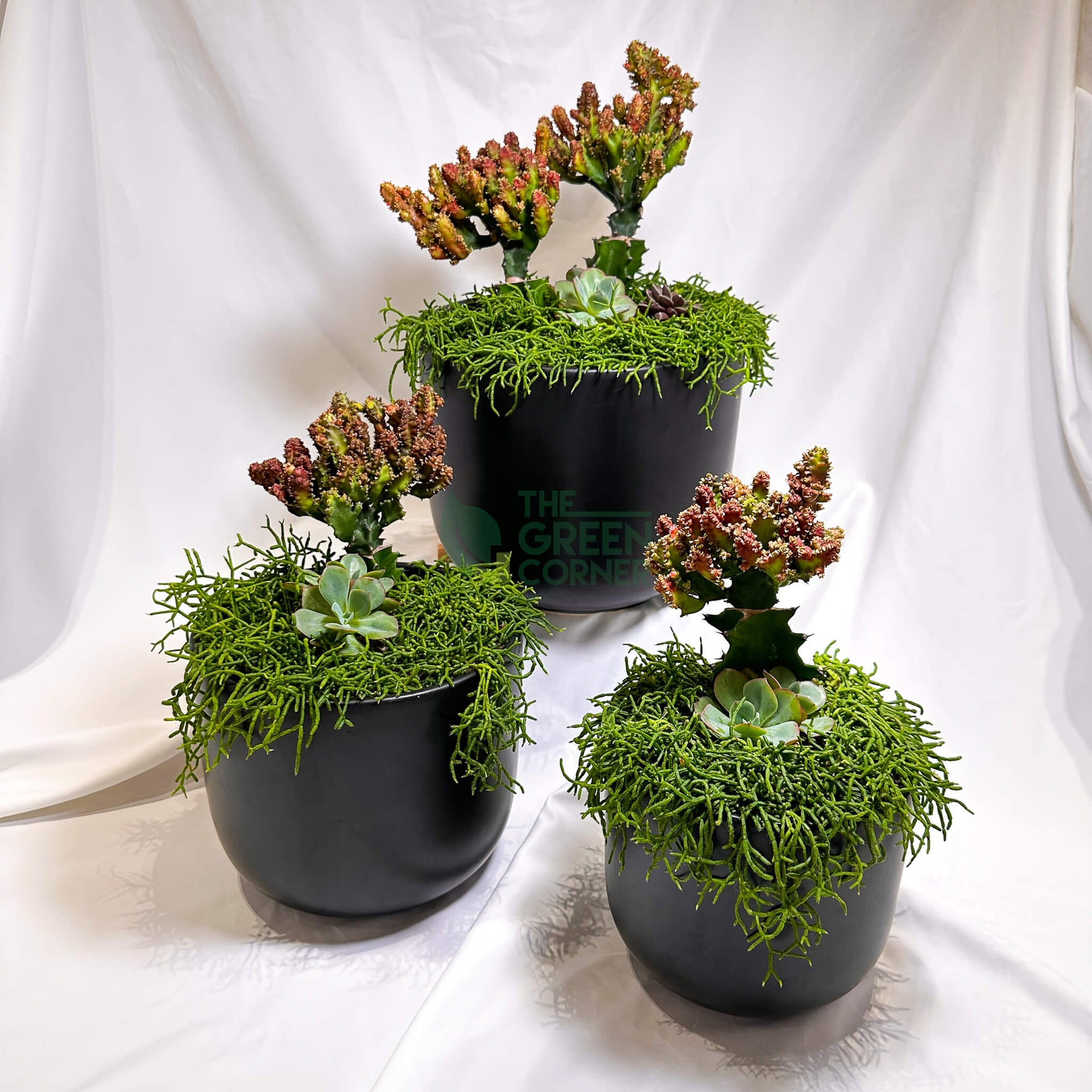 Thrive | Abundance Collection terrarium arrangement