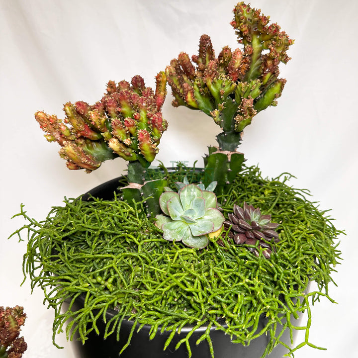 Thrive | Abundance Collection terrarium