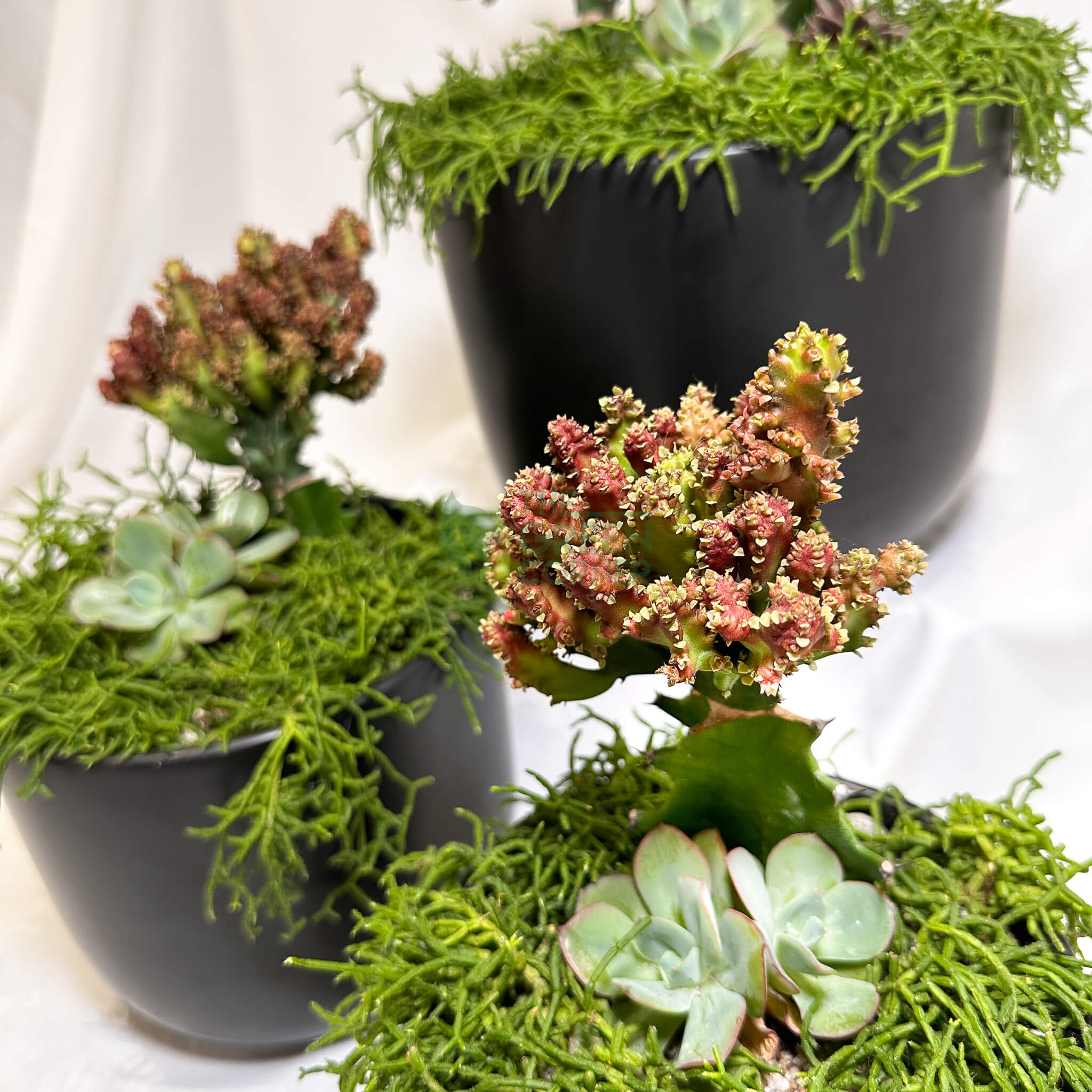 Thrive | Abundance Collection terrarium