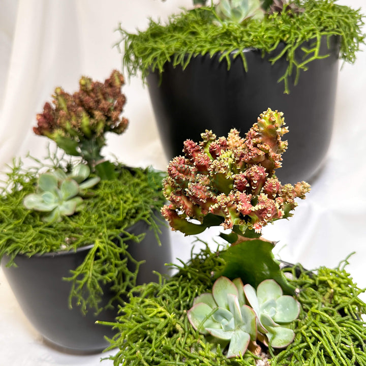 Thrive | Abundance Collection terrarium