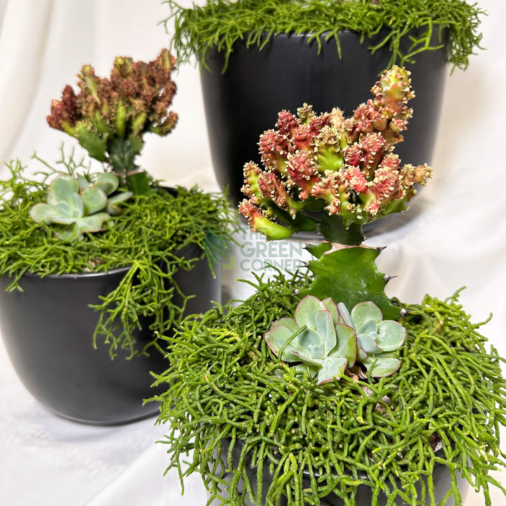 Thrive | Abundance Collection terrarium
