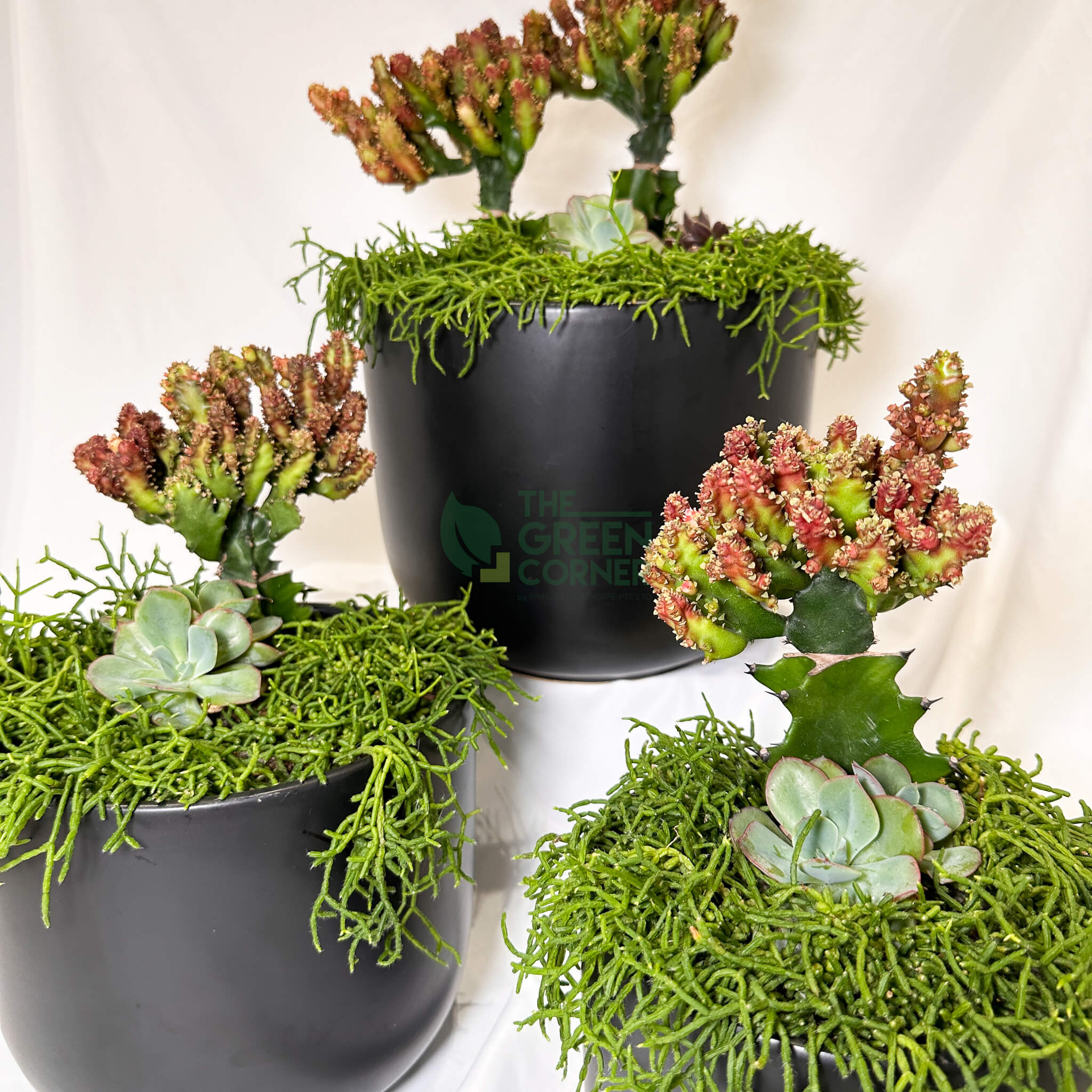 Thrive | Abundance Collection terrarium