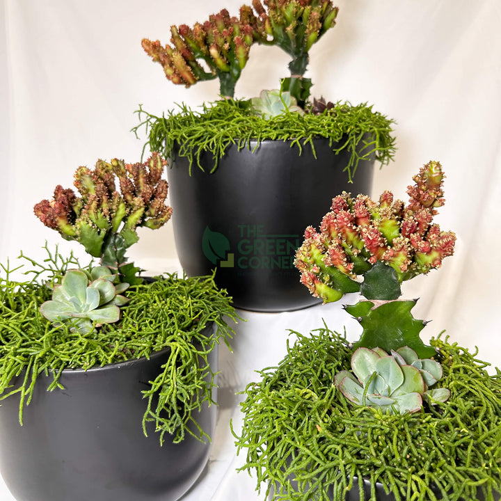 Thrive | Abundance Collection terrarium