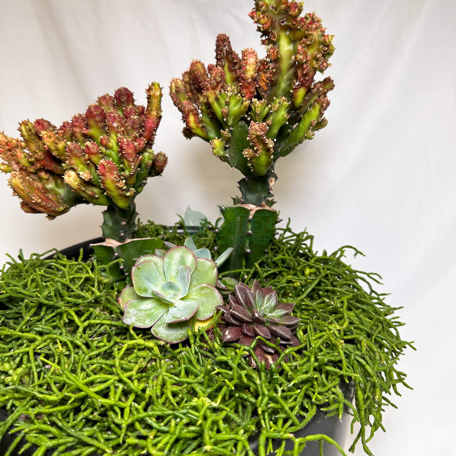 Thrive | Abundance Collection terrarium