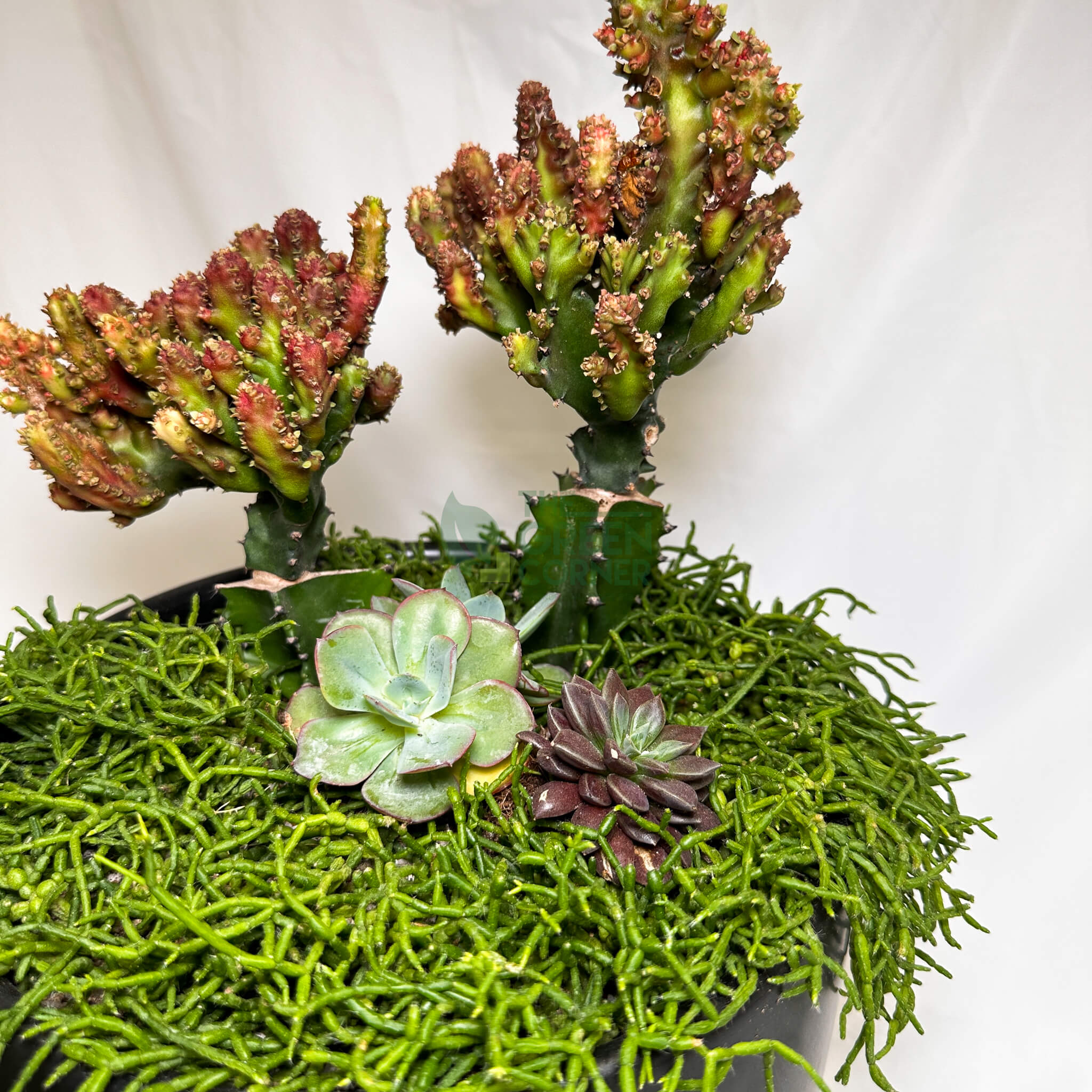 Thrive | Abundance Collection terrarium