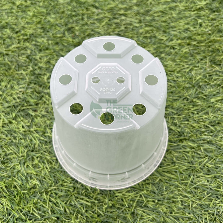 Transparent Pot (120mm) OCTO