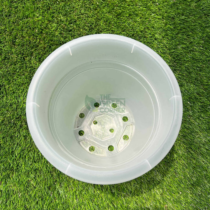 Transparent Pot (260mm) OCTO