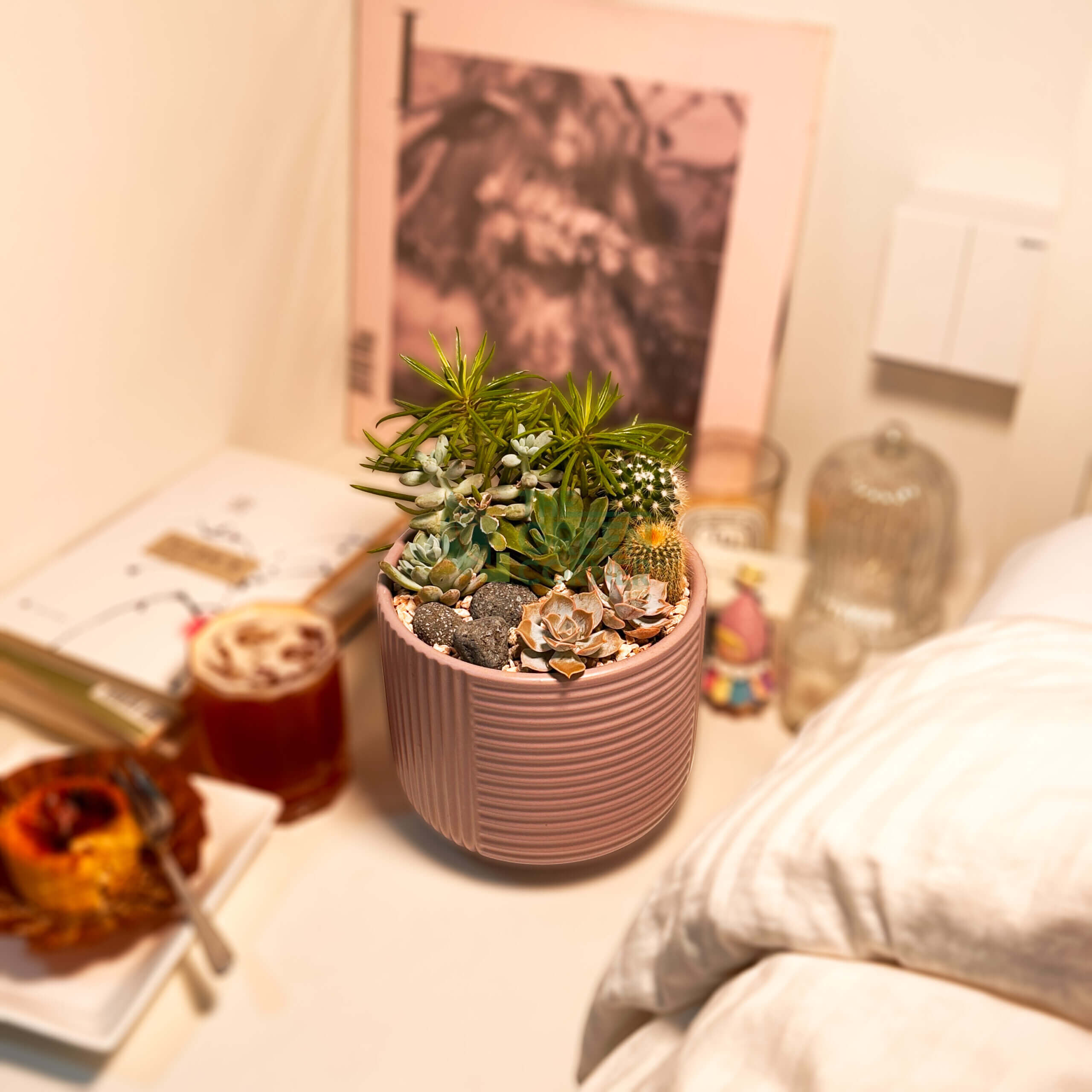 High Noon | Carpe Diem Collection | Live Succulent Arrangement
