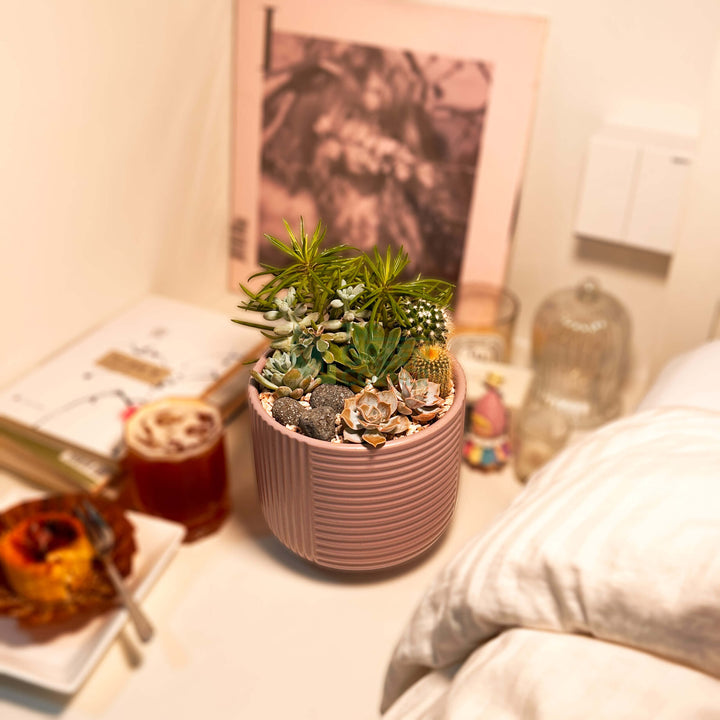 High Noon | Carpe Diem Collection | Live Succulent Arrangement