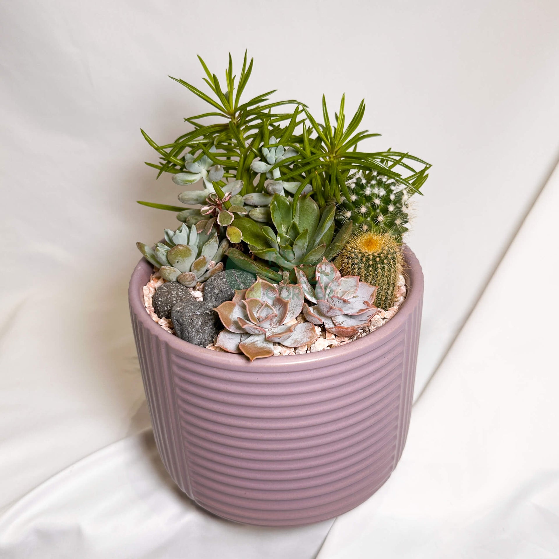 Twilight Calm | Carpe Diem Collection Succulent Arrangement