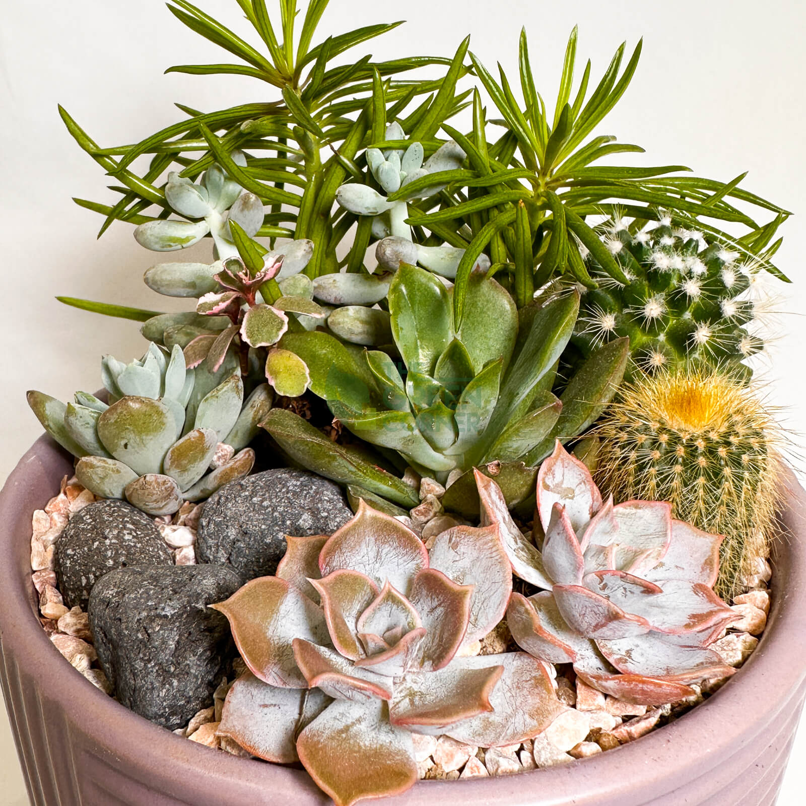 Twilight Calm | Carpe Diem Collection Succulent Arrangement