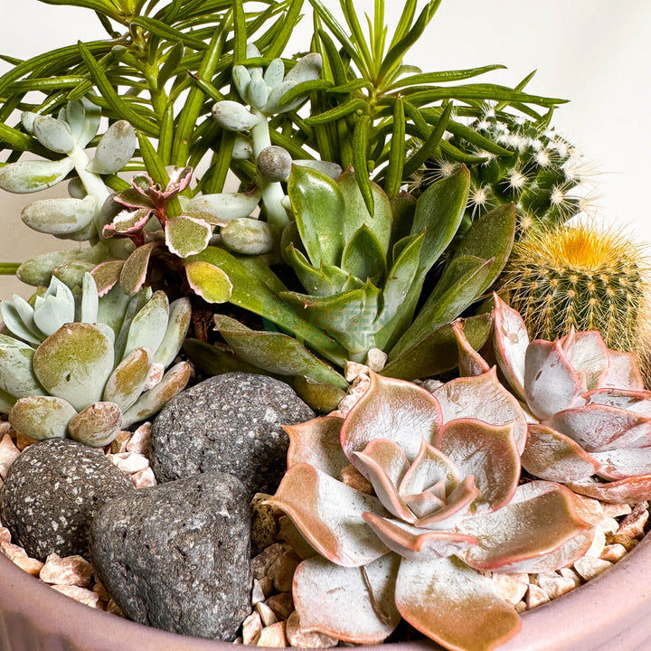 Twilight Calm | Carpe Diem Collection Succulent Arrangement
