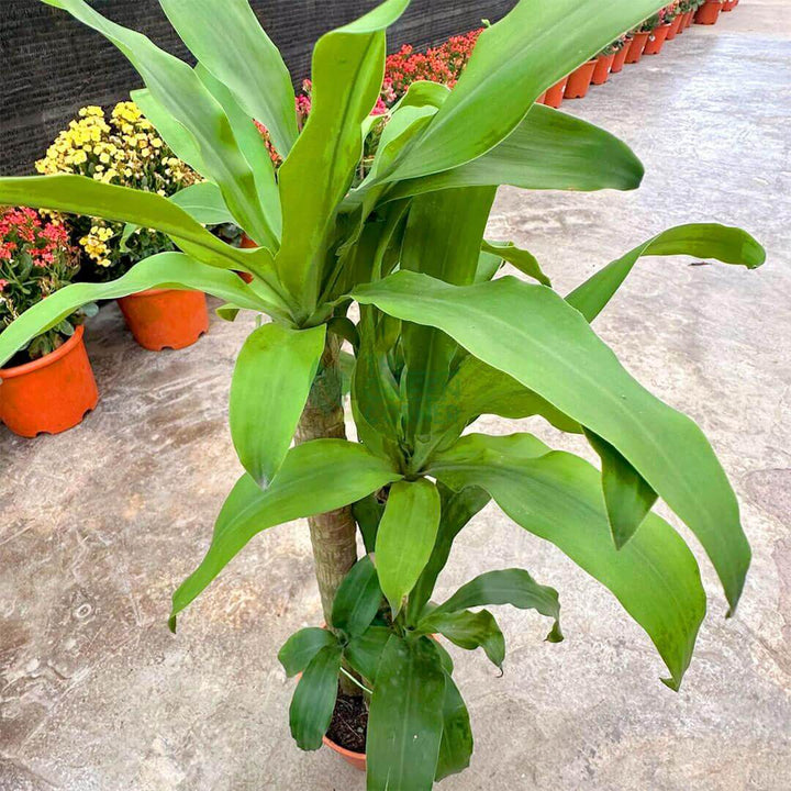 Draceena Fragrans