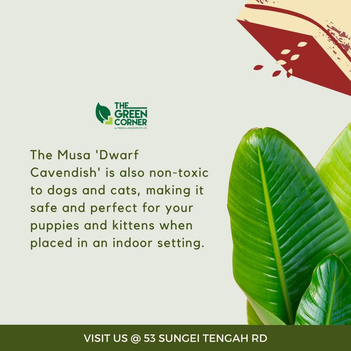 Musa 'Dwarf Cavendish' Banana Tree Pot 170mm