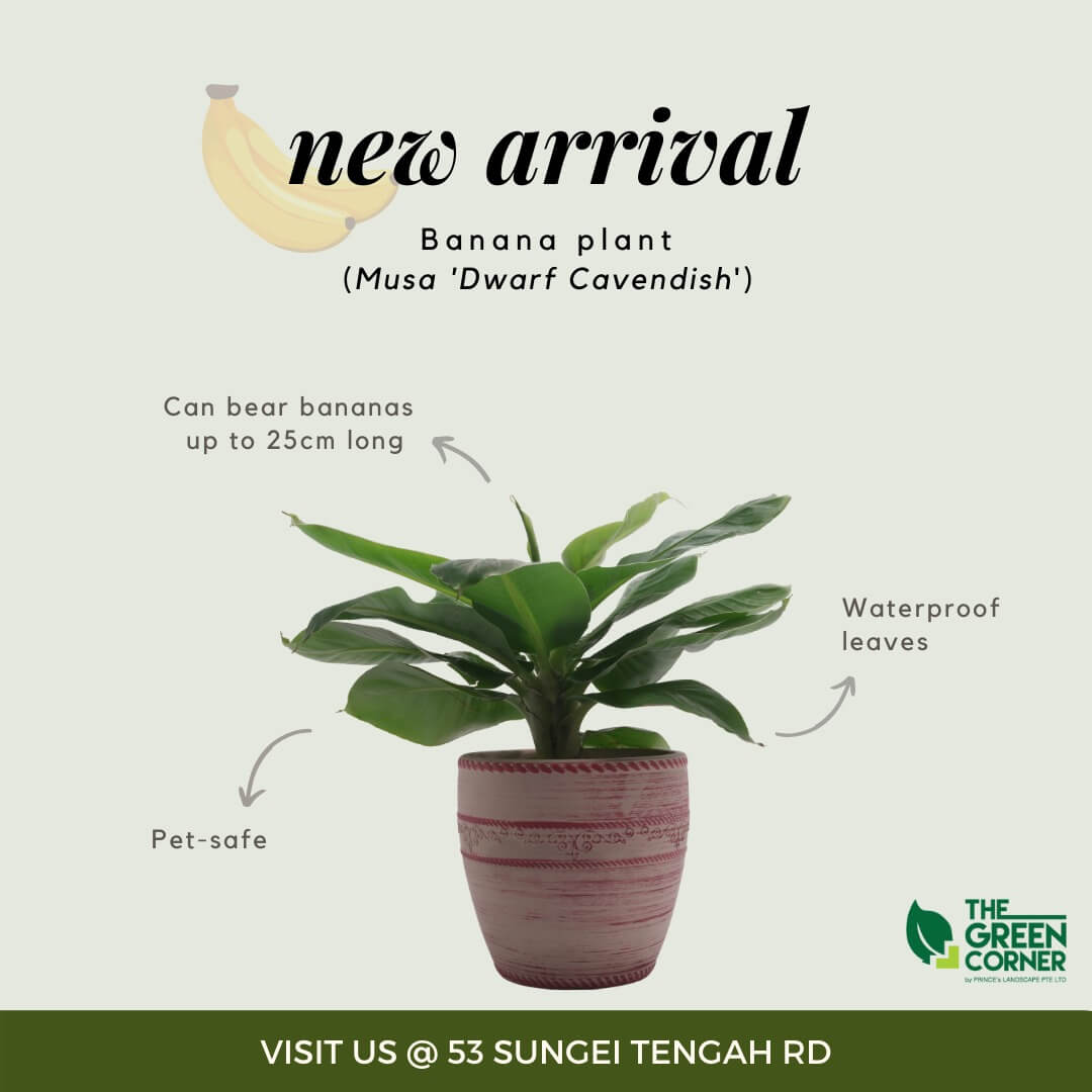 Musa 'Dwarf Cavendish' Banana Tree Pot 170mm