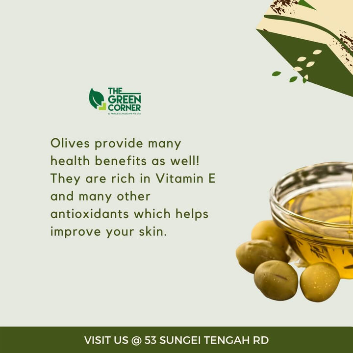 Olive Plant 'Olea europaea'