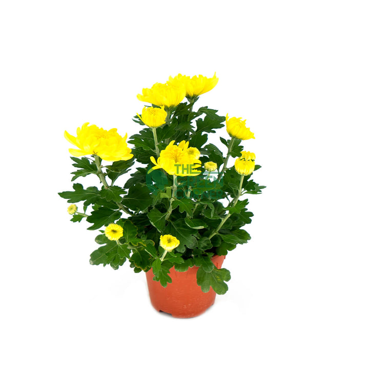 Chrysanthemum in Pink/Yellow/Purple