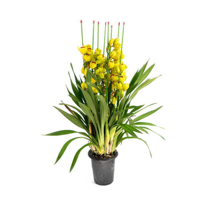 CNY Plants