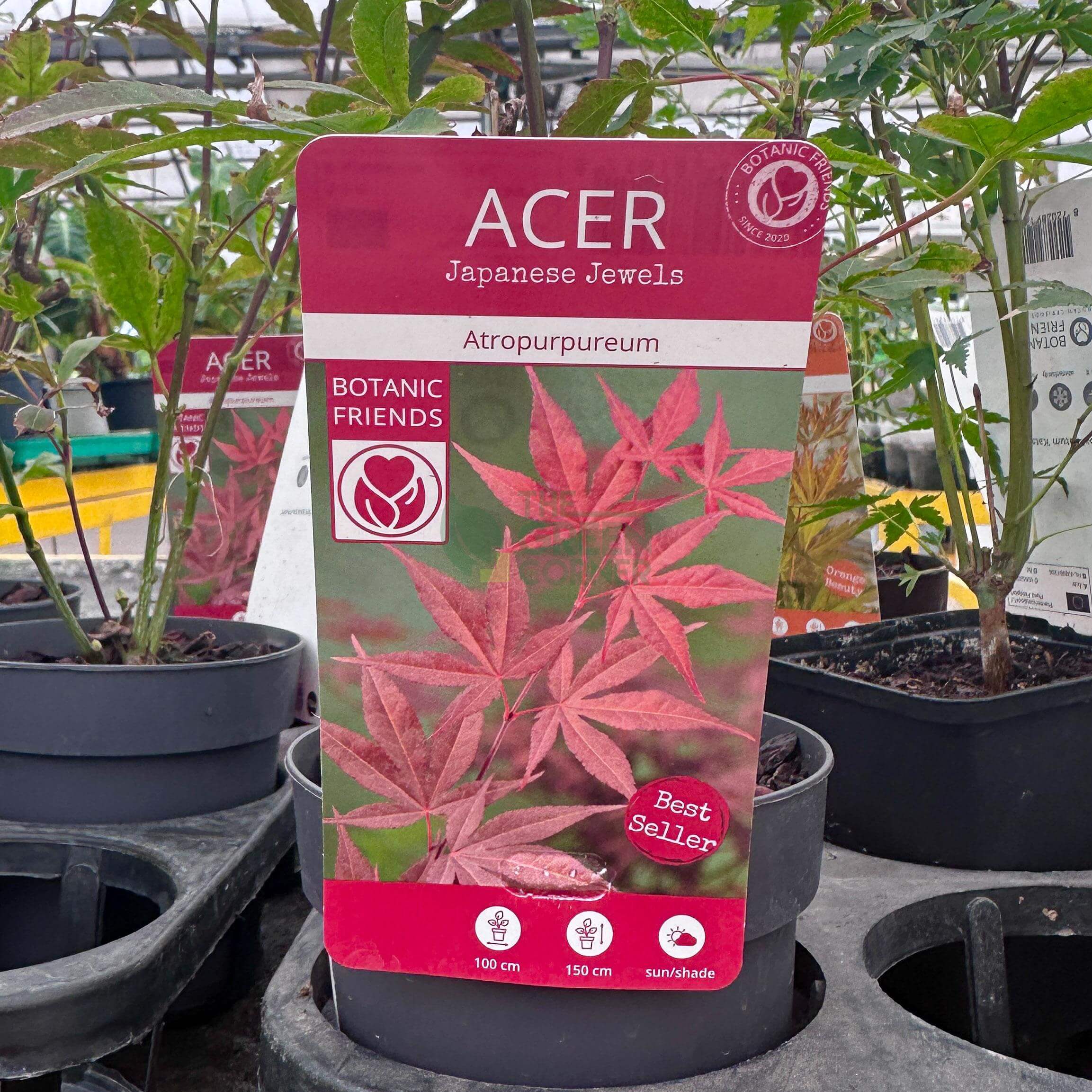 japanese maple