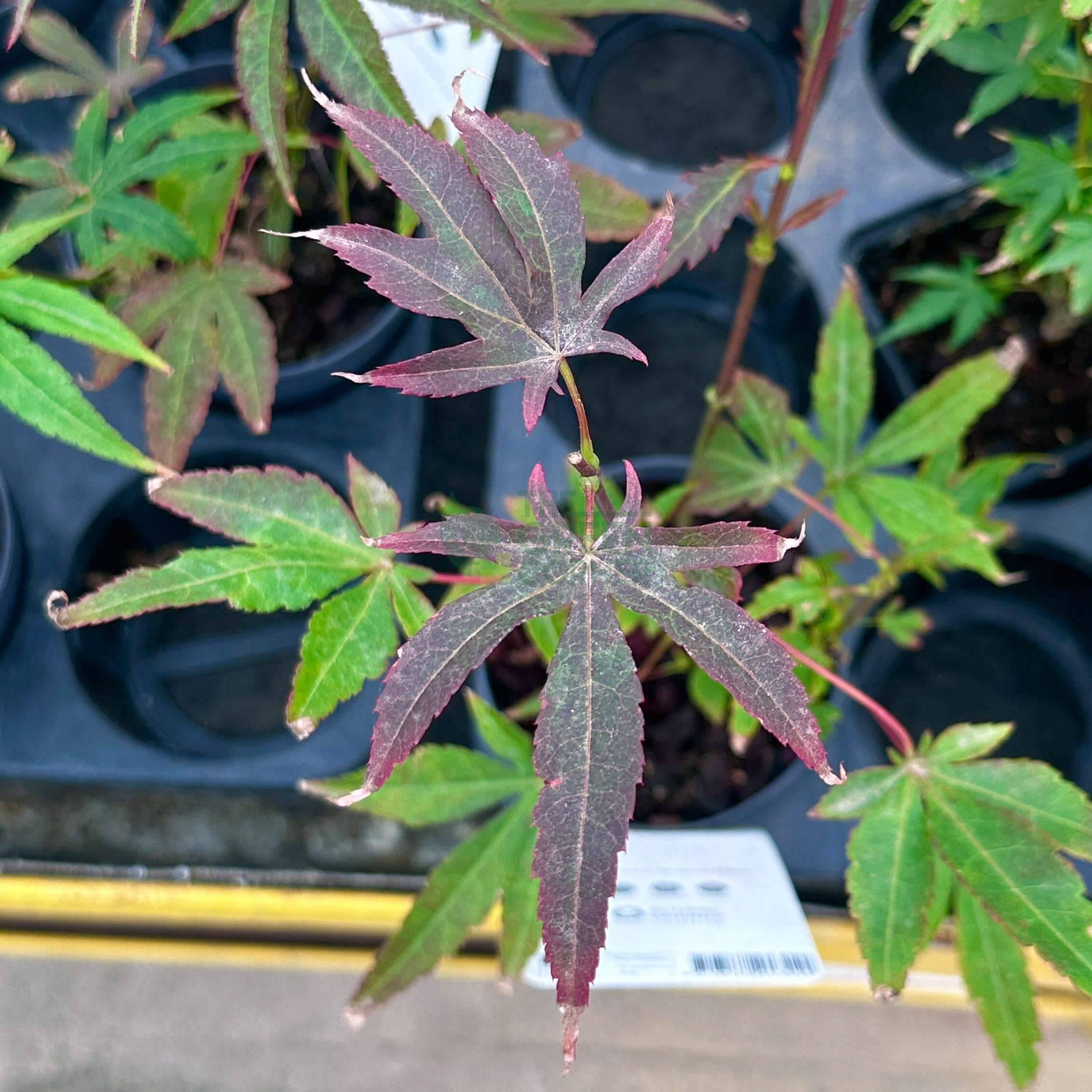 japanese maple