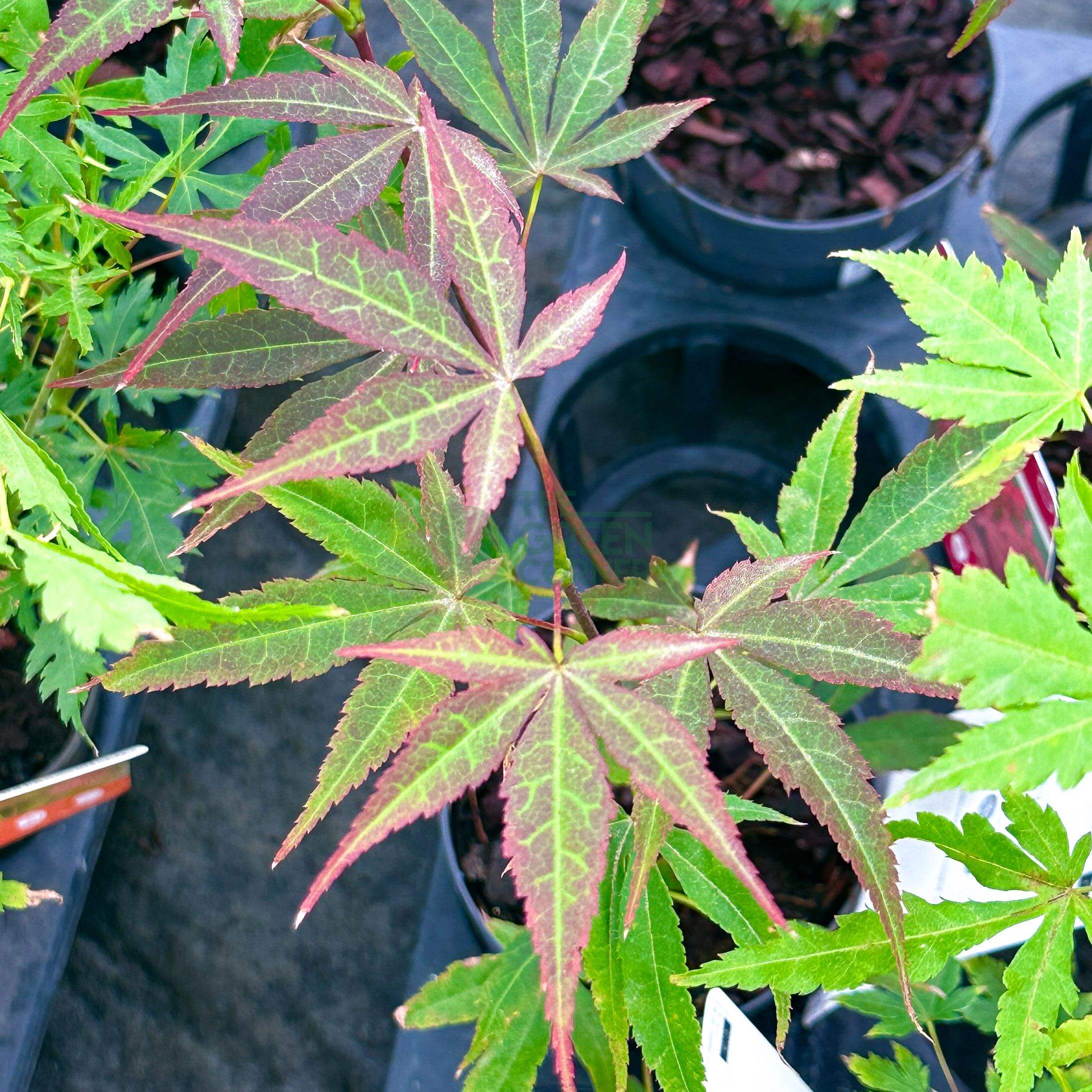 japanese maple