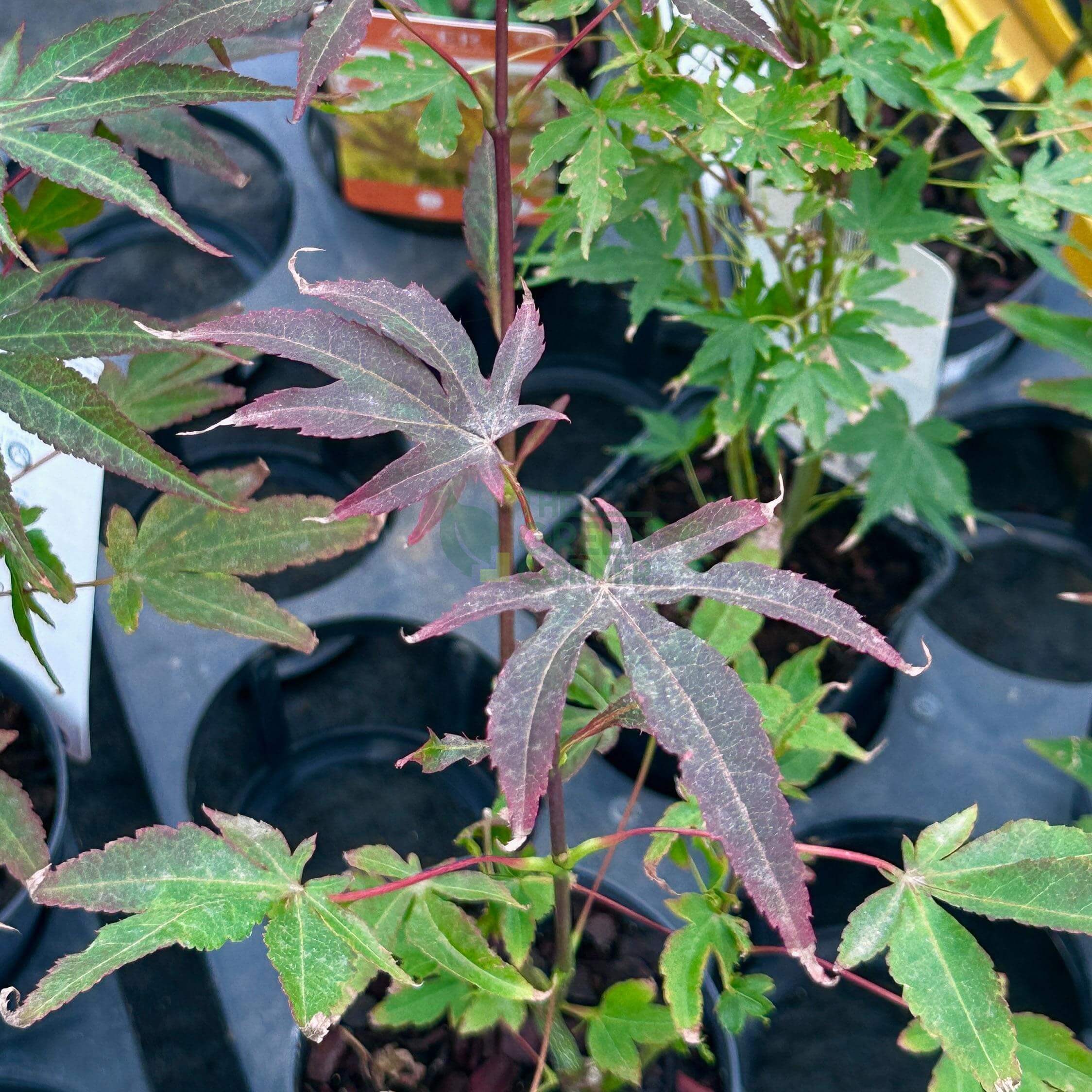 japanese maple