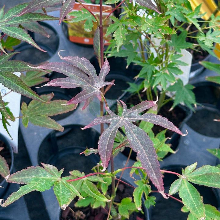 japanese maple