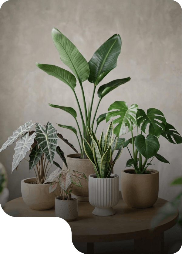 Plant Delivery