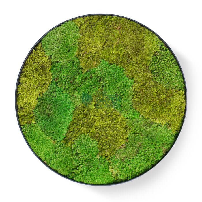 Greenfields Moss Frame