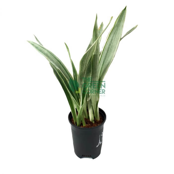 Sansevieria Manolin Pot 170mm Watermarked Sansevieria Manolin Pot 170mm