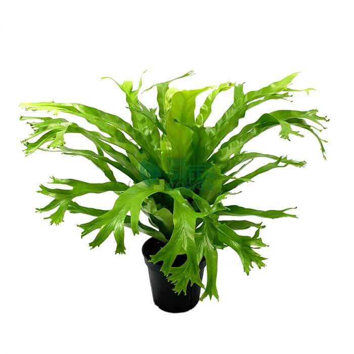 Asplenium nidus 'Bird's Nest Fern' Pot 120mm Watermarked Asplenium nidus 'Bird's Nest Fern' Pot 120mm