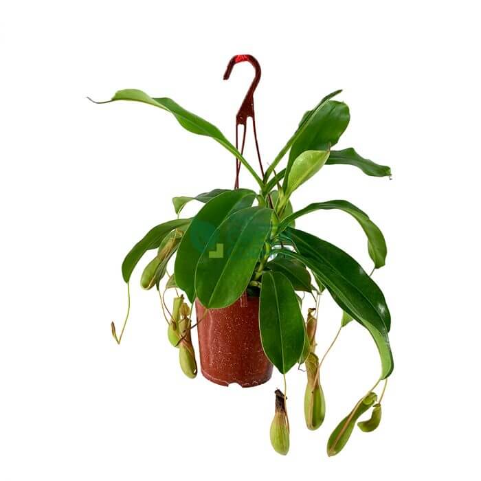 Nepenthes Pot 100mm Watermarked Nepenthes Pot 100mm