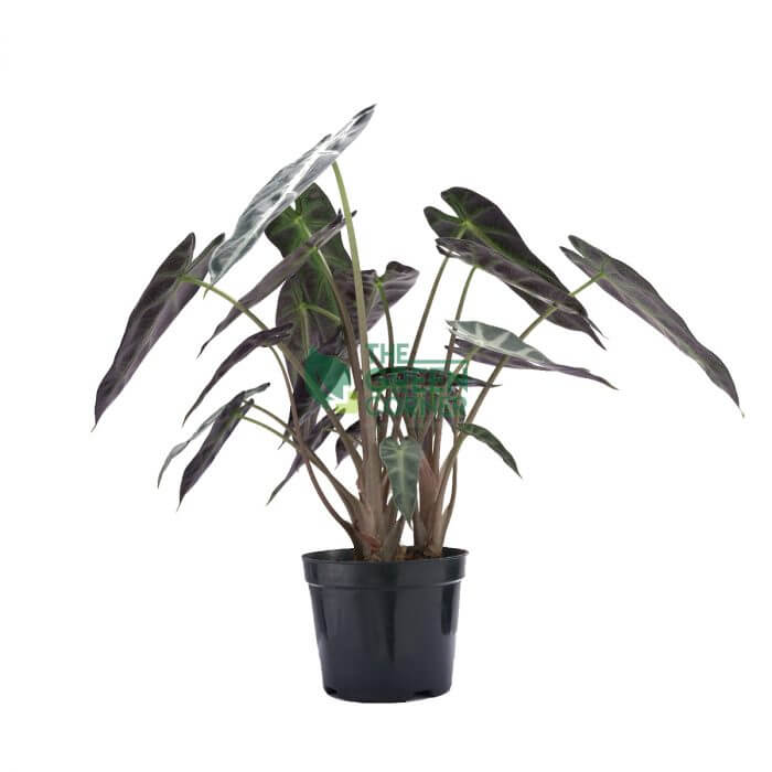 Alocasia Amazonica Pot 110mm