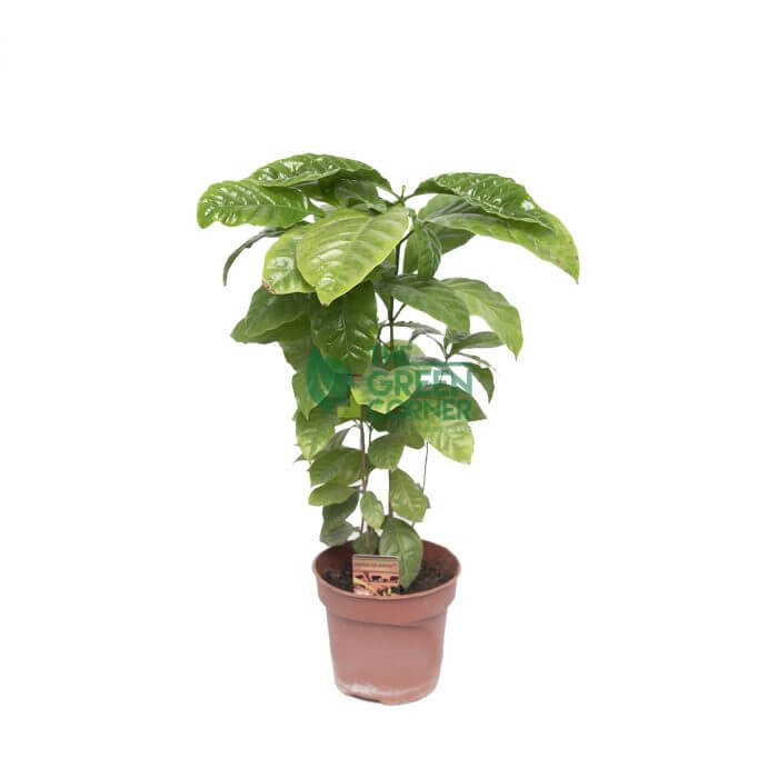 COFFEA ARABICA WATERMARKED Coffea Arabica (Coffee Plant)