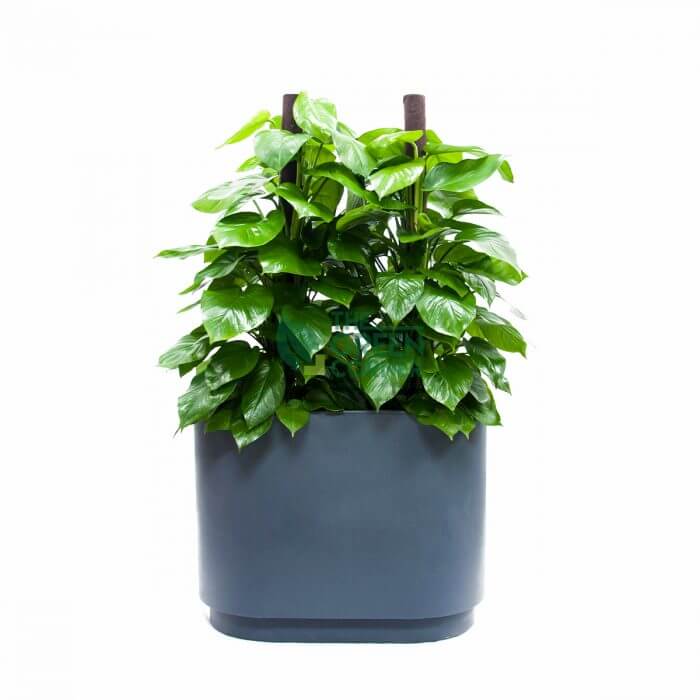 Epipremnum Aureum in REP 7860 Watermarked Epipremnum Aureum 'Money Plant' in Charcoal Grey