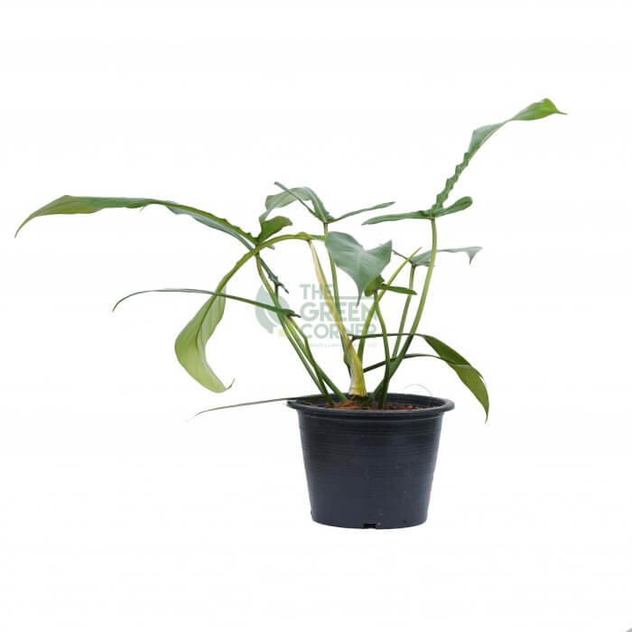 Philodendron Joepii