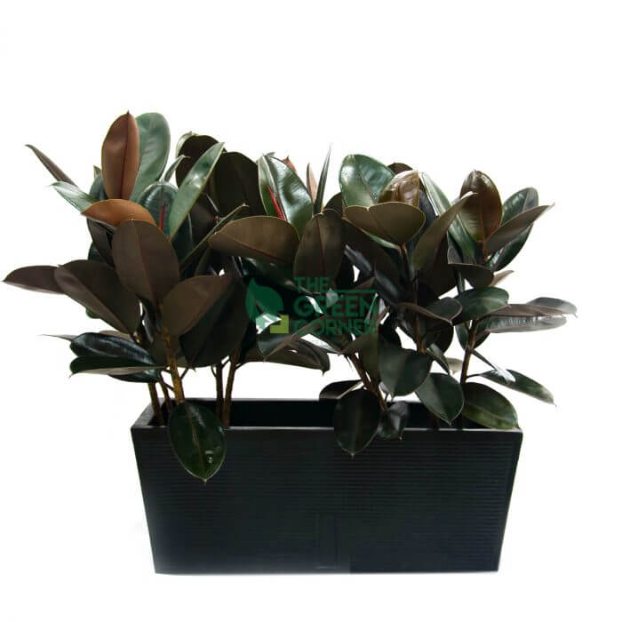 Ficus Elastica in Box Black